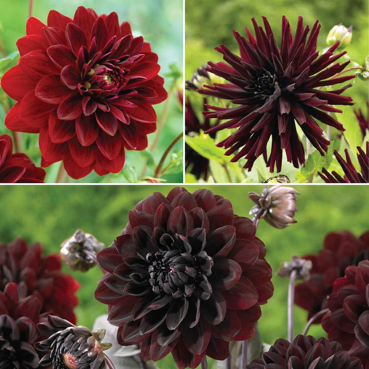 Three types of dark burgundy and maroon dahlias, featuring deep red Arabian Night, cactus dahlia Tamburo and decorative dahlia Karma Choc.