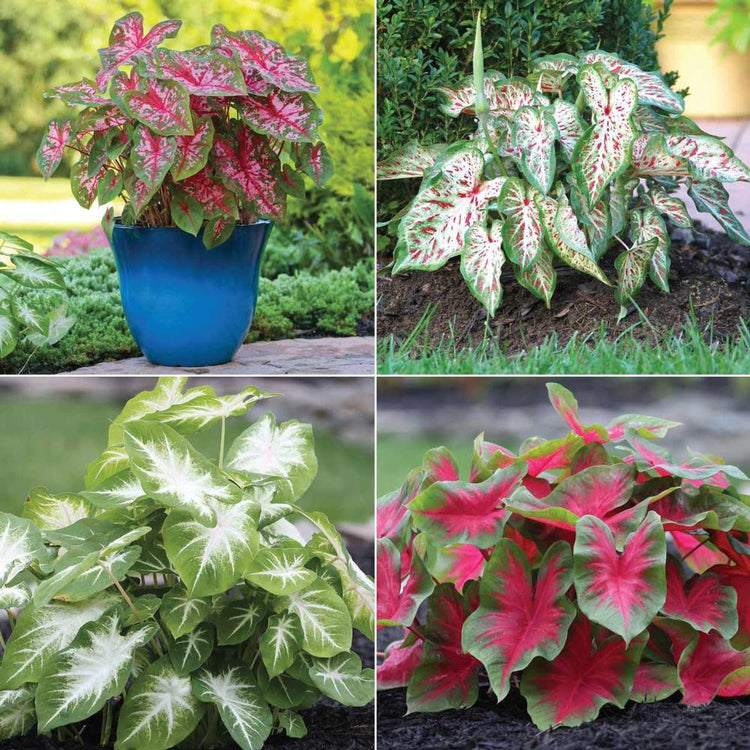 Caladium Assorted Collection for Sun
