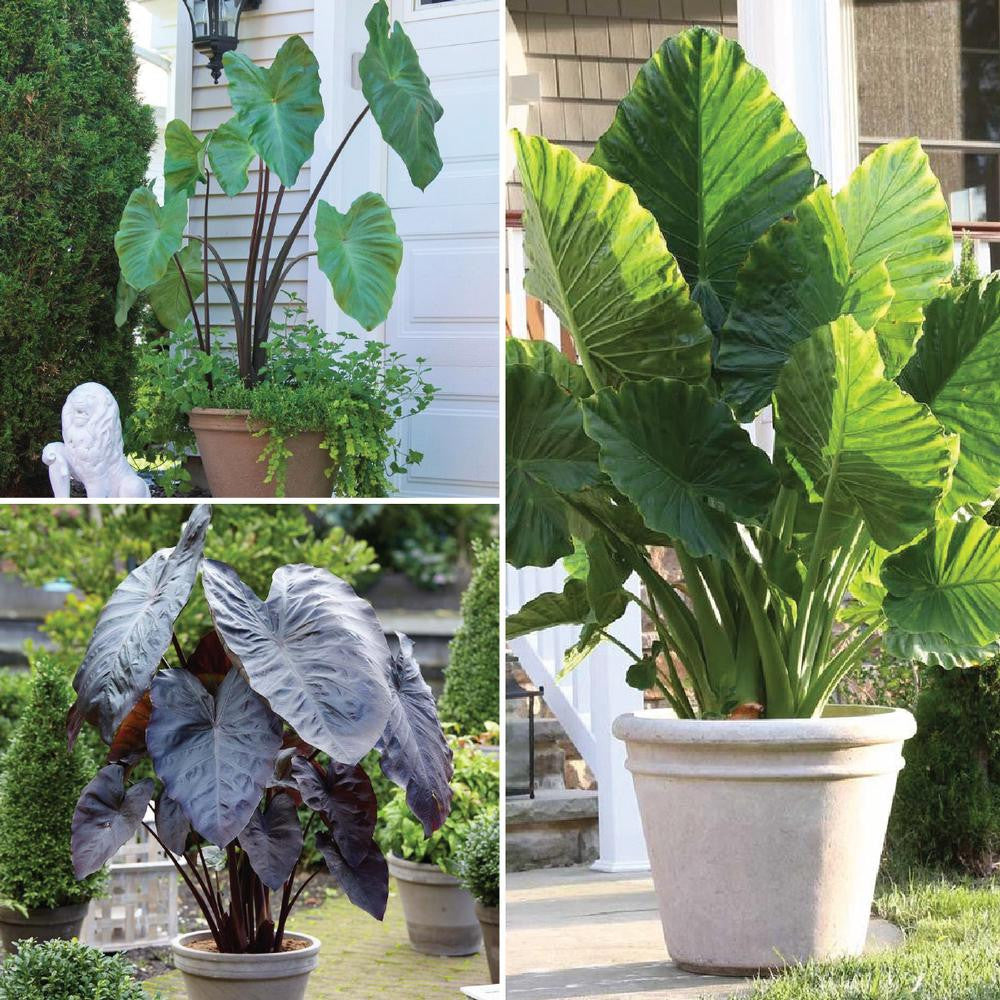 elephant ears plant bulbs Assorted Elephant Ear Collection - 3 bulbs