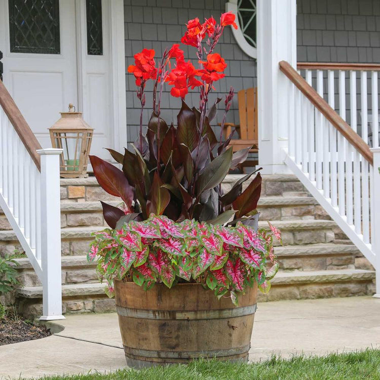 Container Collection Caladium Carolyn Whorton & Canna Tropicanna Black