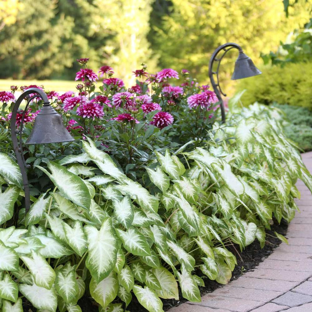 Border Collection Caladium Aaron & Dahlia Gallery Art Nouveau - 8