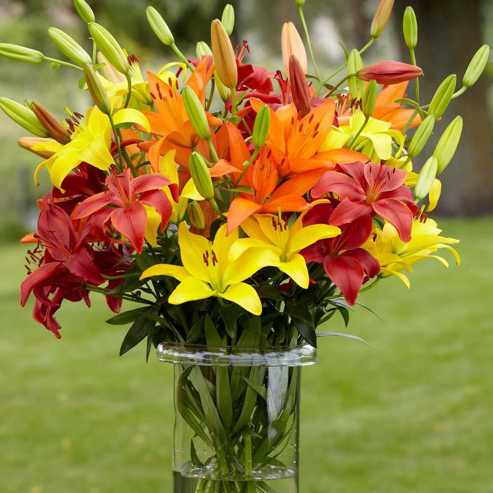 Lily Asiatic Sunset Mix - Bulk Offer - 18 bulbs - Longfield Gardens