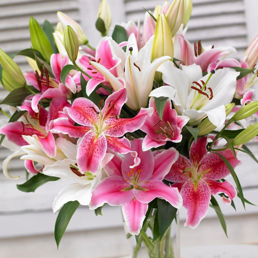 Lily Oriental Mix - Bulk Offer - 10 bulbs - Longfield Gardens