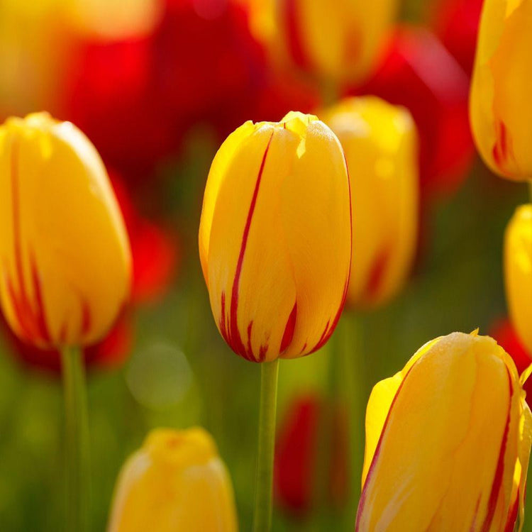 Late blooming tulip La Courtine in a sunny garden showing this variety's bright yellow petals decorated with bold red stripes.