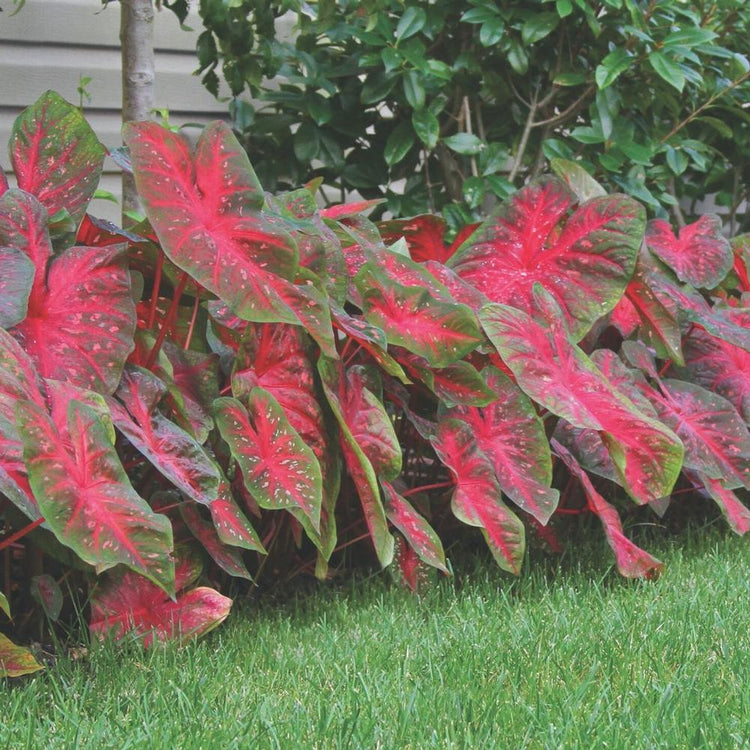 Caladium Fancy Red Flash - Bulk Offer