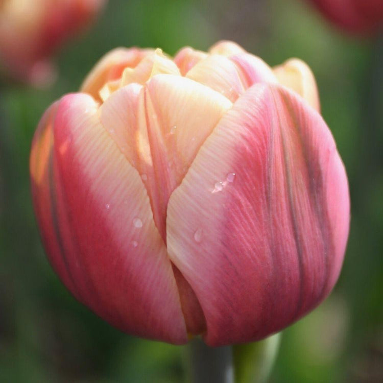 Tulip Double Late La Belle Epoque