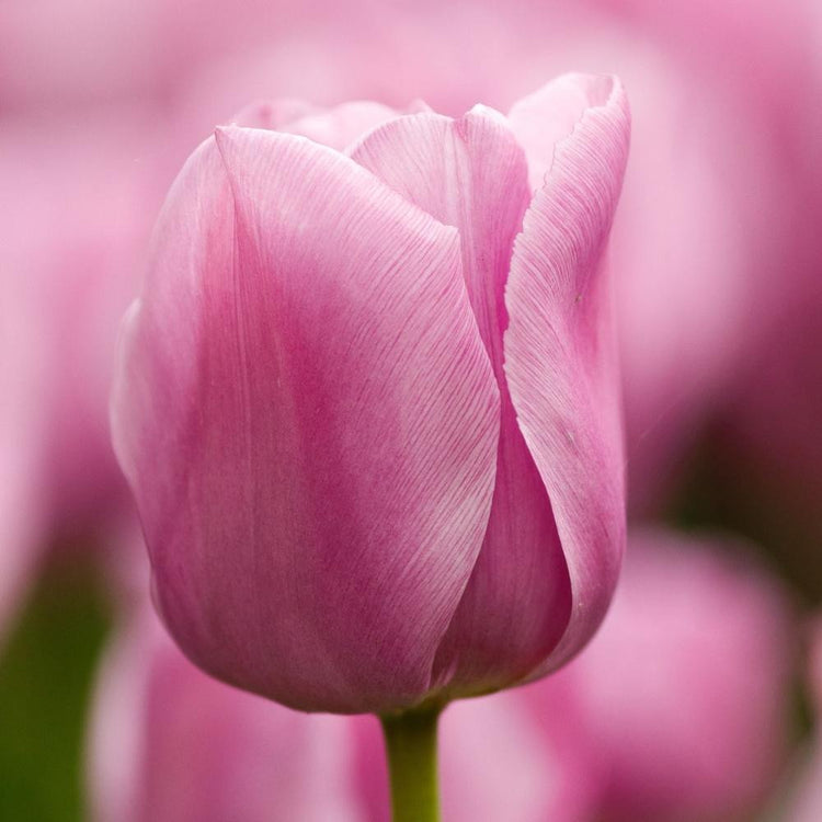 Tulip Triumph Mistress