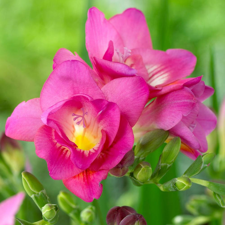 A double freesia with deep pink flowers.