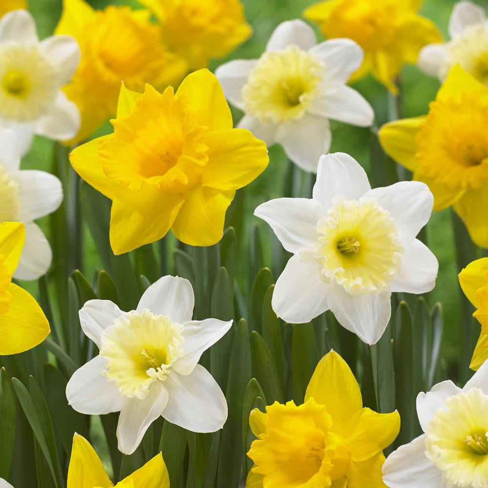 Daffodil Large Cupped Ice Follies & Dutch Master - 40 bulbs