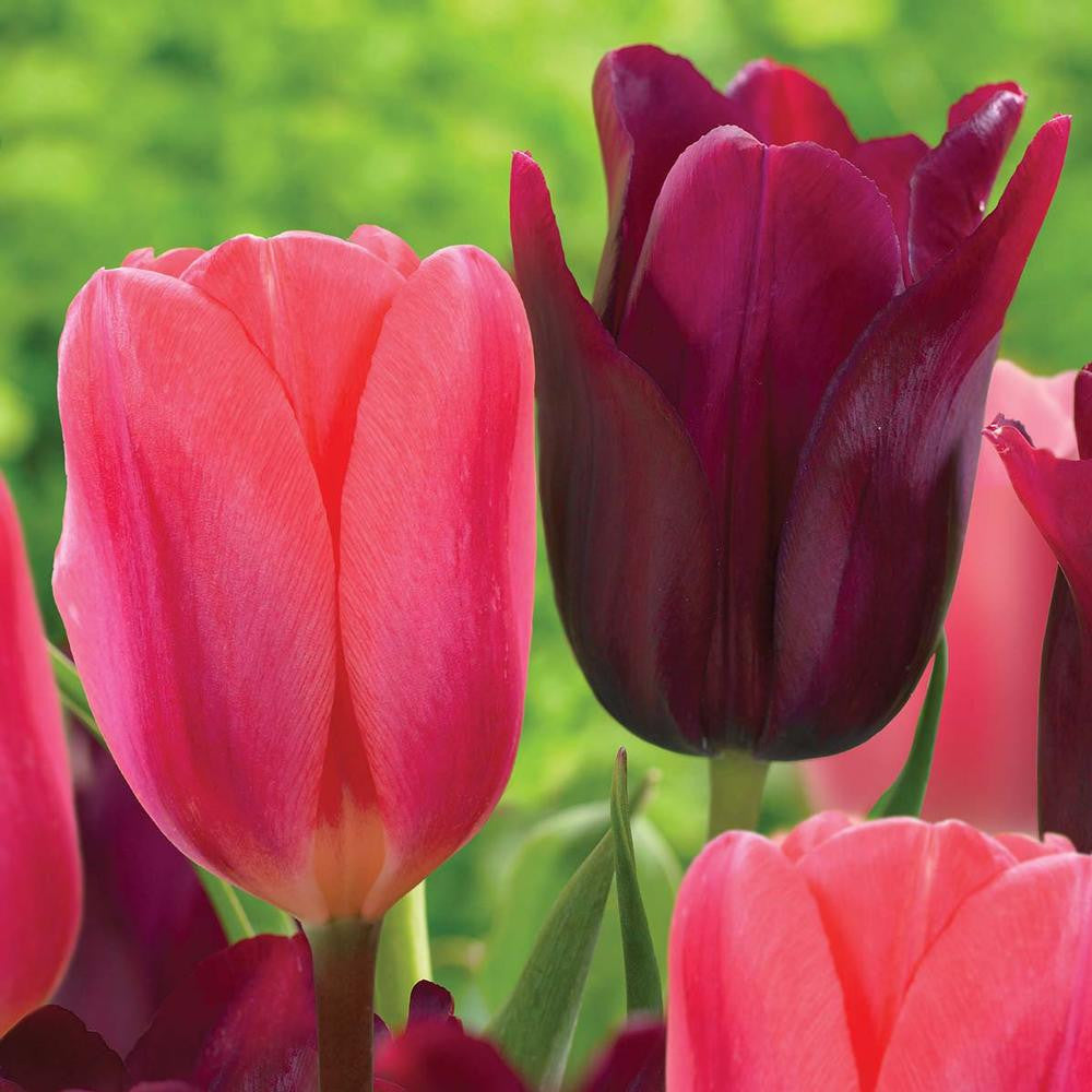 Tulip Darwin Hybrid Cosmopolitan & Merlot - 40 bulbs - Longfield