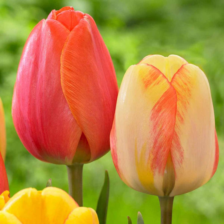 Tulip Darwin Hybrid Ad Rem & Beauty of Spring