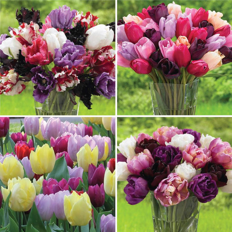 A flower arranger's collection of assorted tulips that will ensure a long season of cut flowers in harmonious colors.