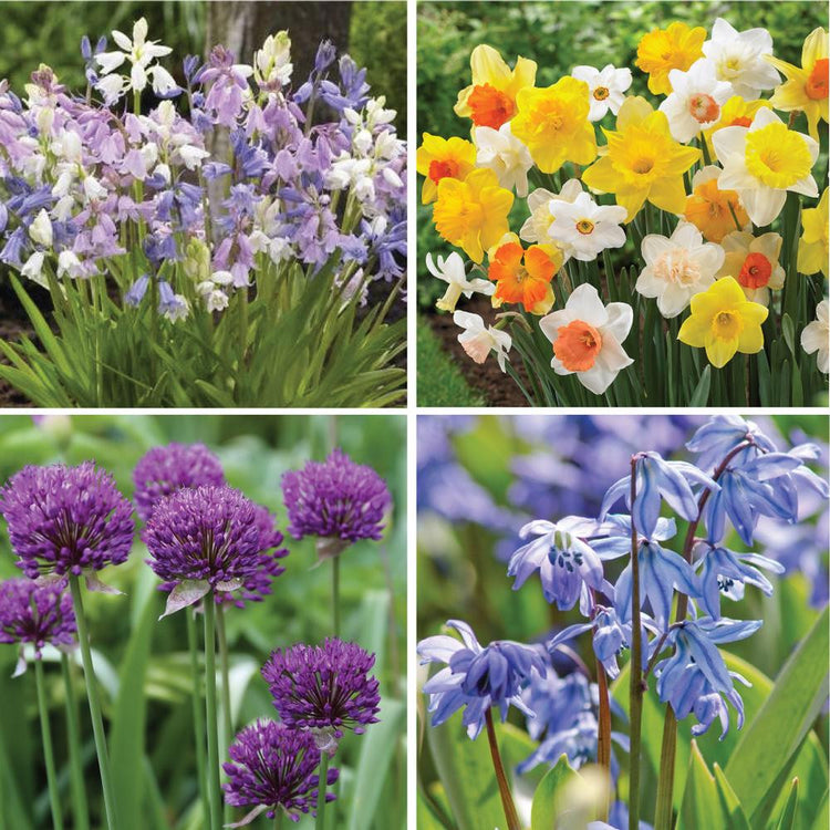 Assorted Naturalizing Collection