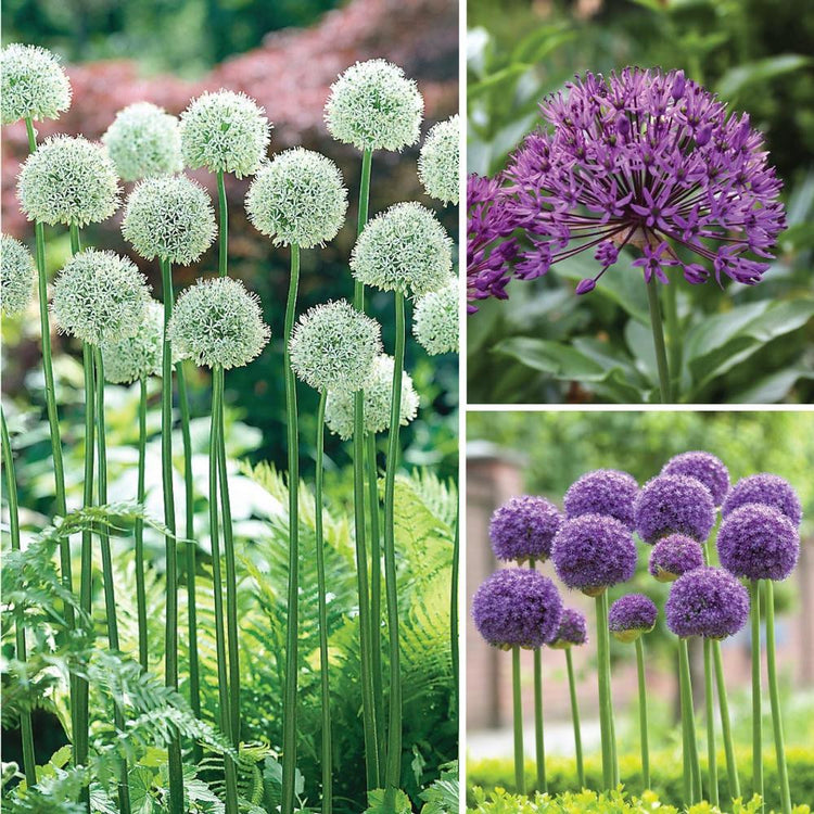 Allium Assorted Daring Forms Collection