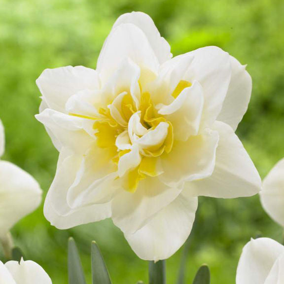 Close up of a single flower of narcissus White Lion, showing this double daffodil's layers of white petals and frilly yellow center.