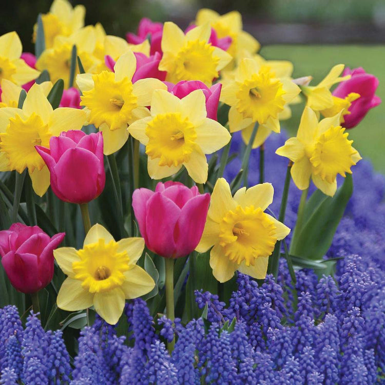 Assorted Sunny Spring Collection