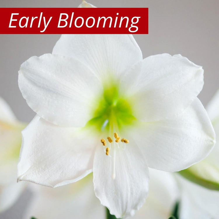Amaryllis Single Denver