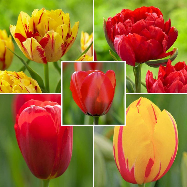 Tulip Assorted Red and Yellow Collection