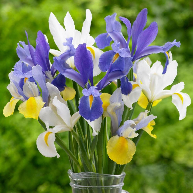 Dutch Iris Hollandica Mix - Bulk Offer