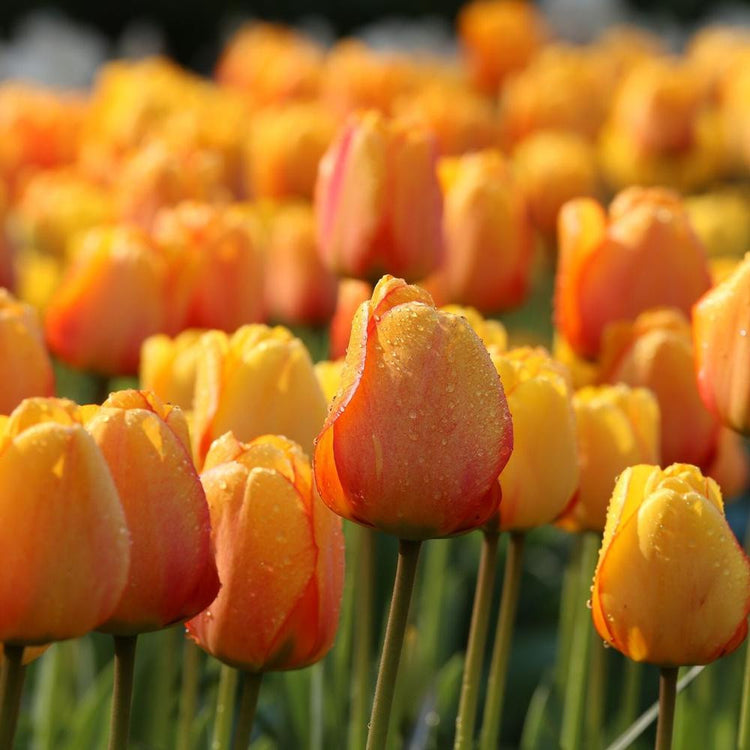 Tulip Darwin Hybrid Blushing Apeldoorn - Bulk Offer