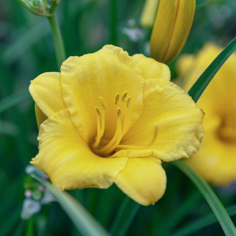 houseonthehill yellowflower ロンティ 80サイズ Hemerocallis Rebloomer Fragrant Returns - 3 bare roots - Longfield