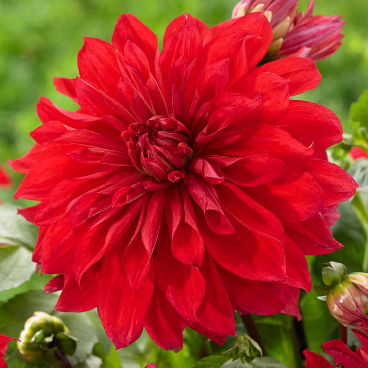 Dinnerplate dahlia Babylon Red, showing one enormous, deep red flower that measures 8" across.