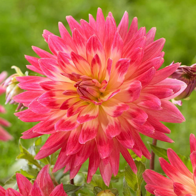 Dahlia Decorative Magic Sunrise