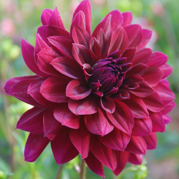 Decorative dahlia Rip City, showing a single, richly colored blossom with petals that are a blend of cranberry, burgundy and violet.