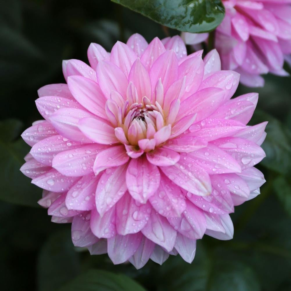 Dahlia Decorative Karma Prospero - 2 tuber clumps - Longfield Gardens