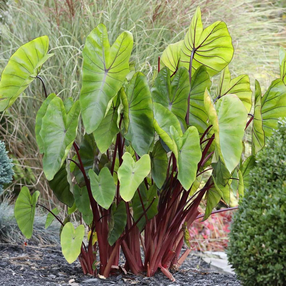 red and black elephant ear plant Colocasia Esculenta Hawaiian Punch - 1 bulb