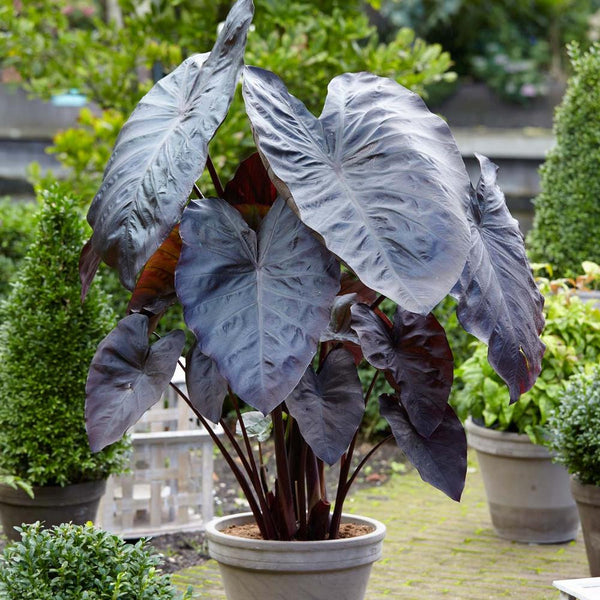 colocasia elephant ear plant Colocasia Esculenta Diamond Head - 1 bulb