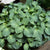 BOGO Select Hostas