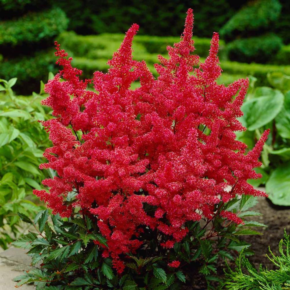 Shop Astilbe Plants - Longfield Gardens