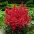 Astilbe Arendsii Plants