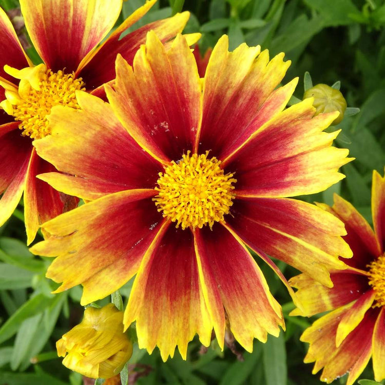 Coreopsis Lil' Bang Enchanted Eve