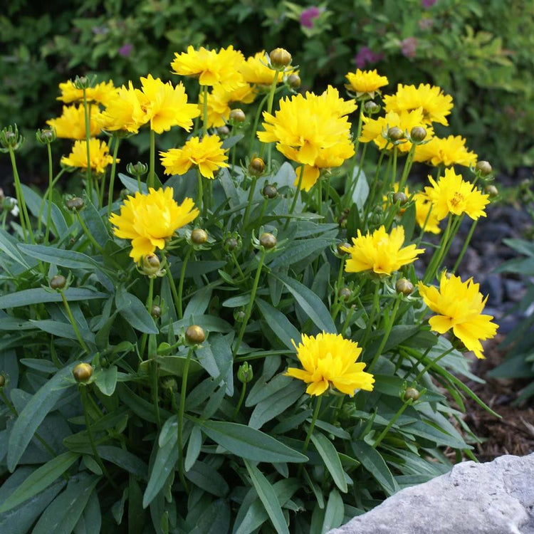 Coreopsis Grandiflora Presto