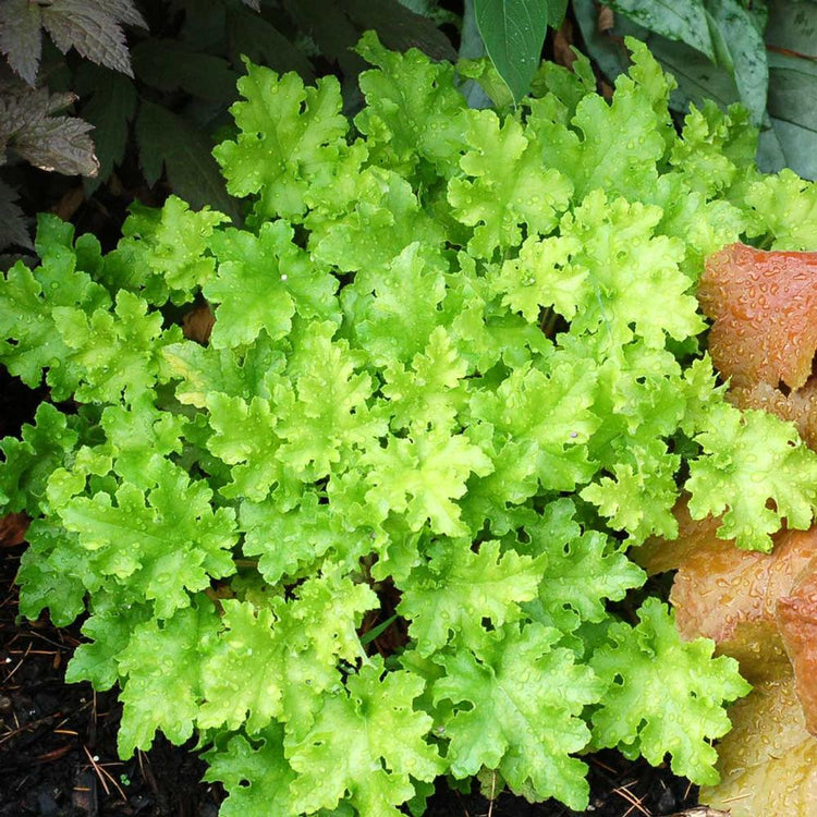 Heuchera Lime Marmalade