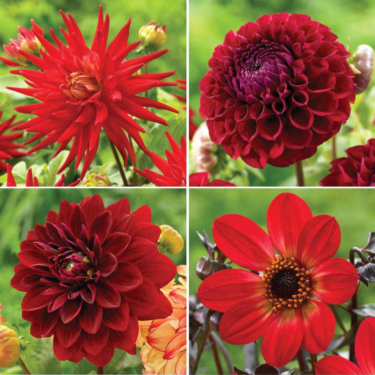 Four individual dahlia blossoms representing four different varieties of red dahlias, including Mingus Alex, Karma Red Corona, HS Flame and Cornel.