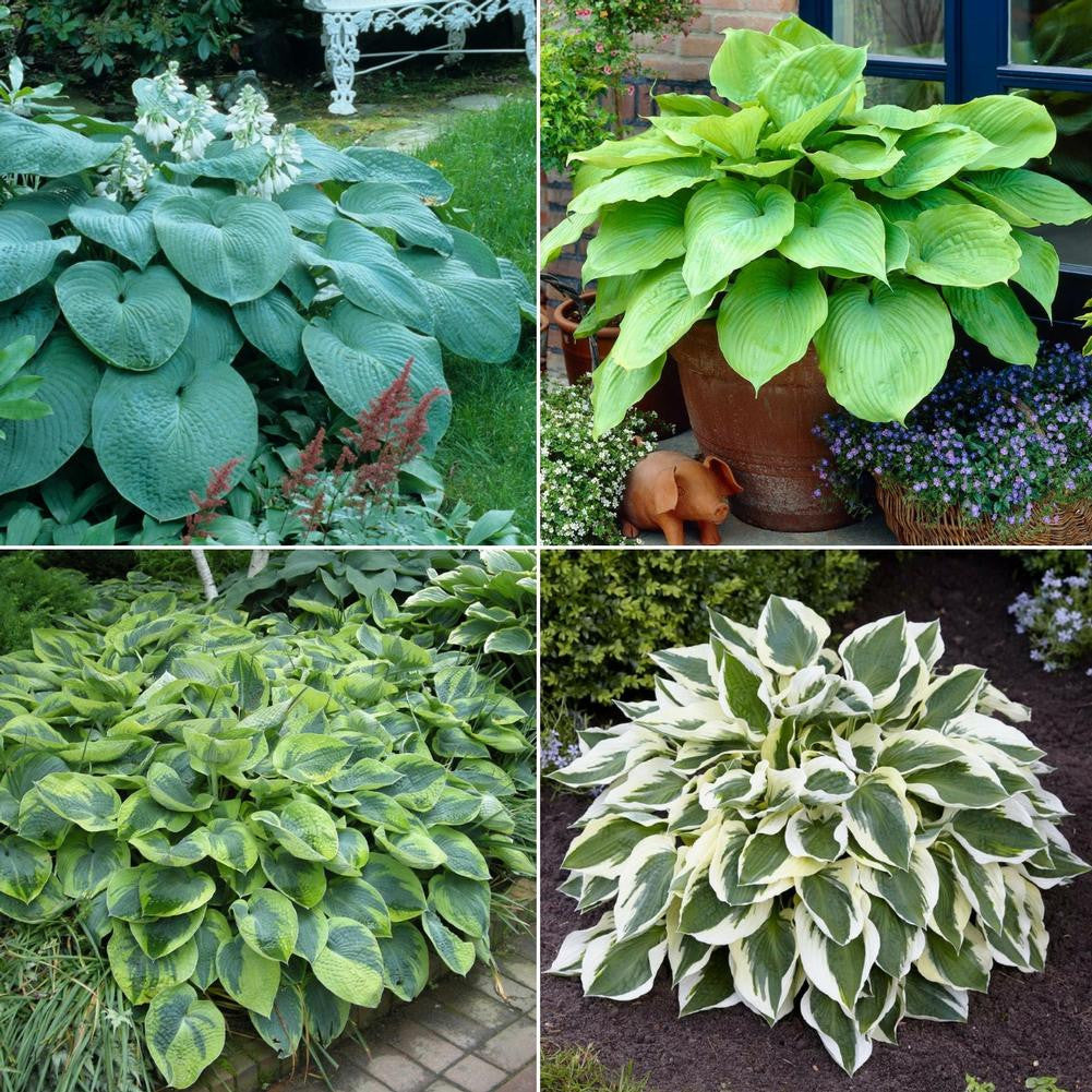 Hosta Sample Hosta Assorted Collection - 9 bare roots - Longfield Gardens