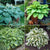 Assorted Hostas
