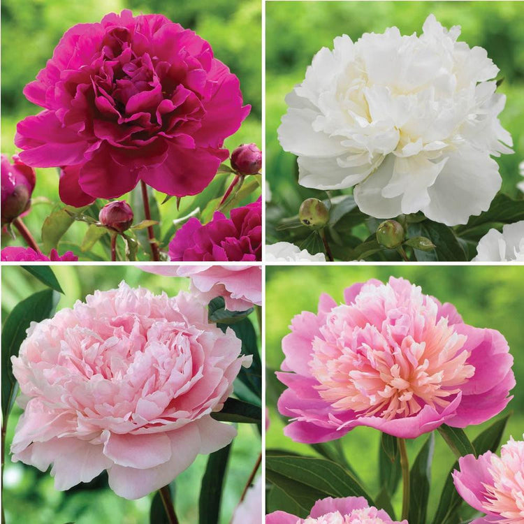 Peony Assorted Collection (Spring)