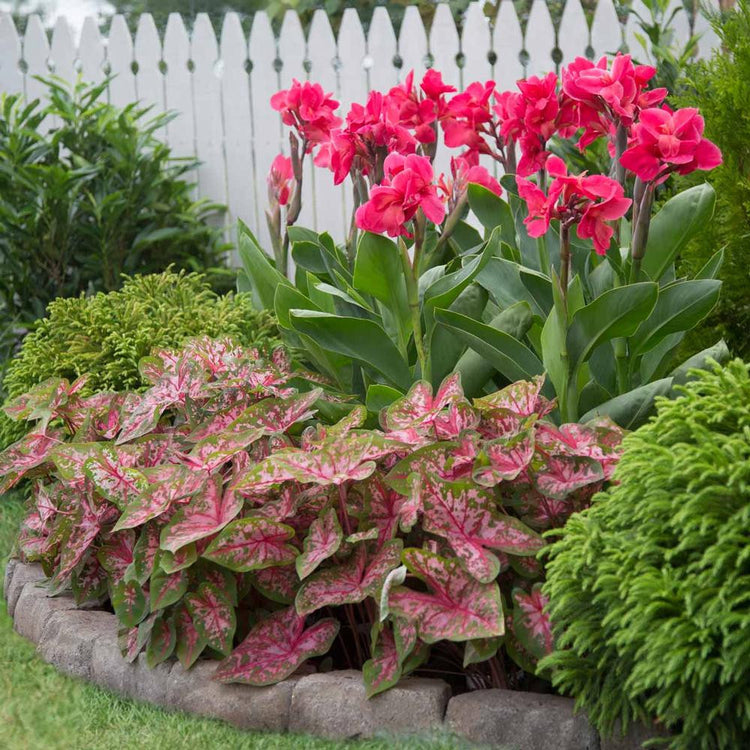 Border Collection Caladium Carolyn Whorton & Canna Pink Magic