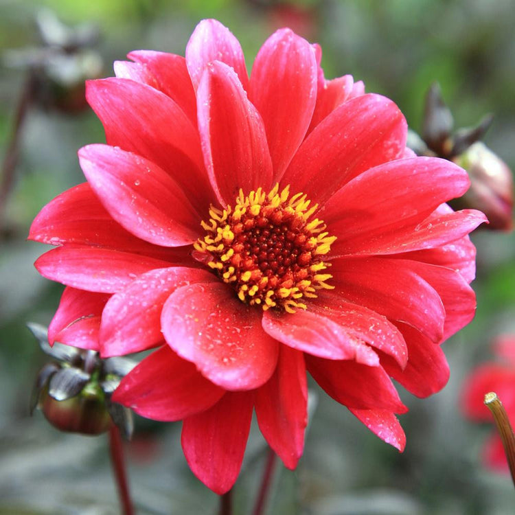 Dahlia Peony-Flowered Bishop of Canterbury