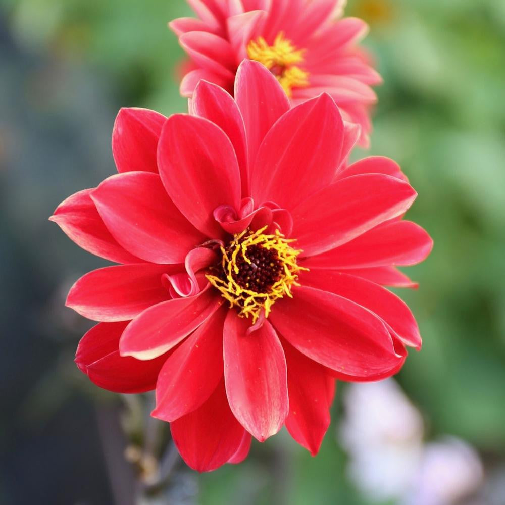 dahlia bishop of llandaff seeds Dahlia Peony-Flowered Bishop of Llandaff - 2 tuber clumps