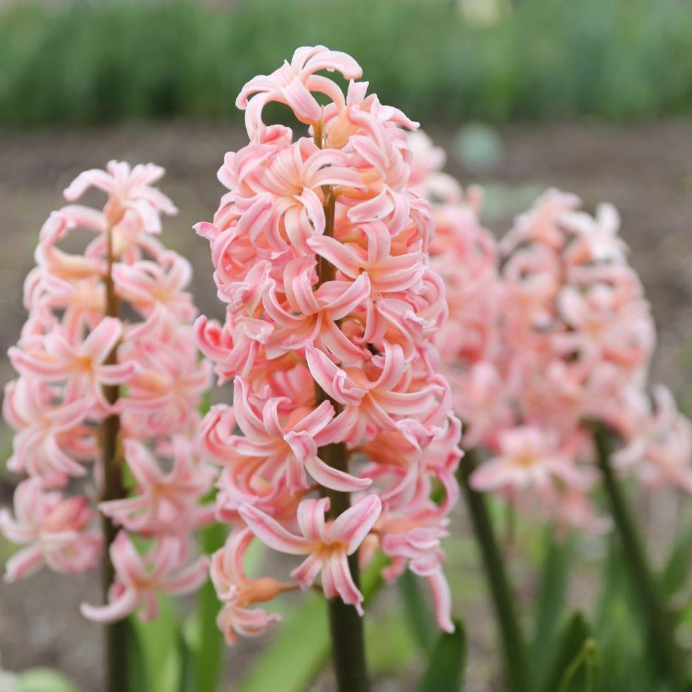 tulip様　⭐80 *️⃣220✳️45◆133　ミンクファー Tulip Double Early Foxy Foxtrot - 20 bulbs - Longfield Gardens