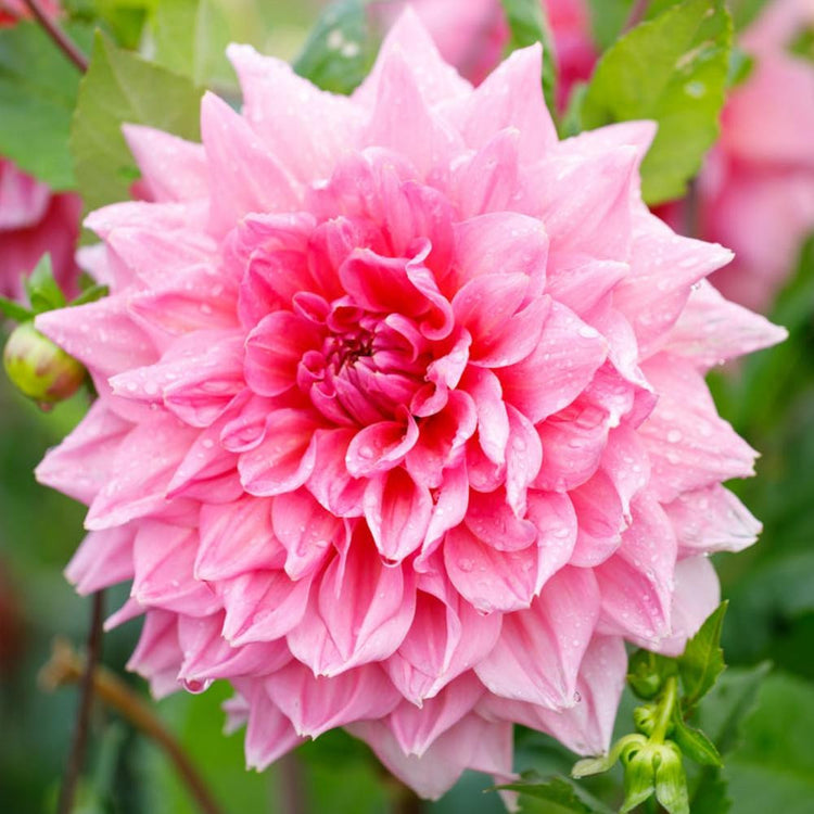Dahlia Dinnerplate Otto's Thrill