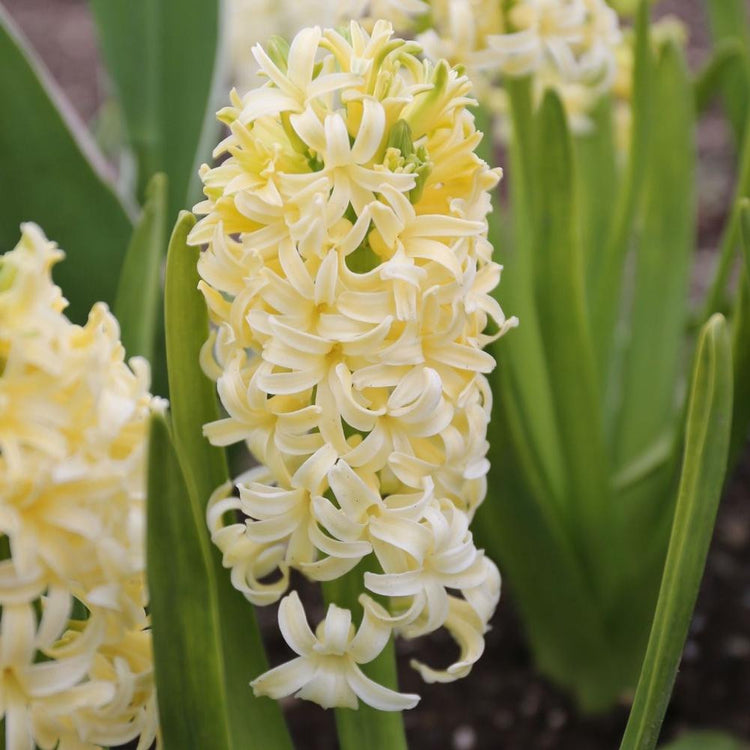 Hyacinth Orientalis City of Haarlem