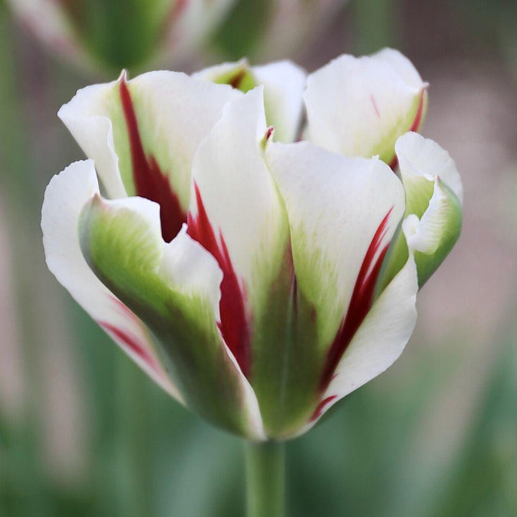 One flower of Viridiflora tulip Flaming Spring Green, showing this variety's striking color combination of white, red and green.