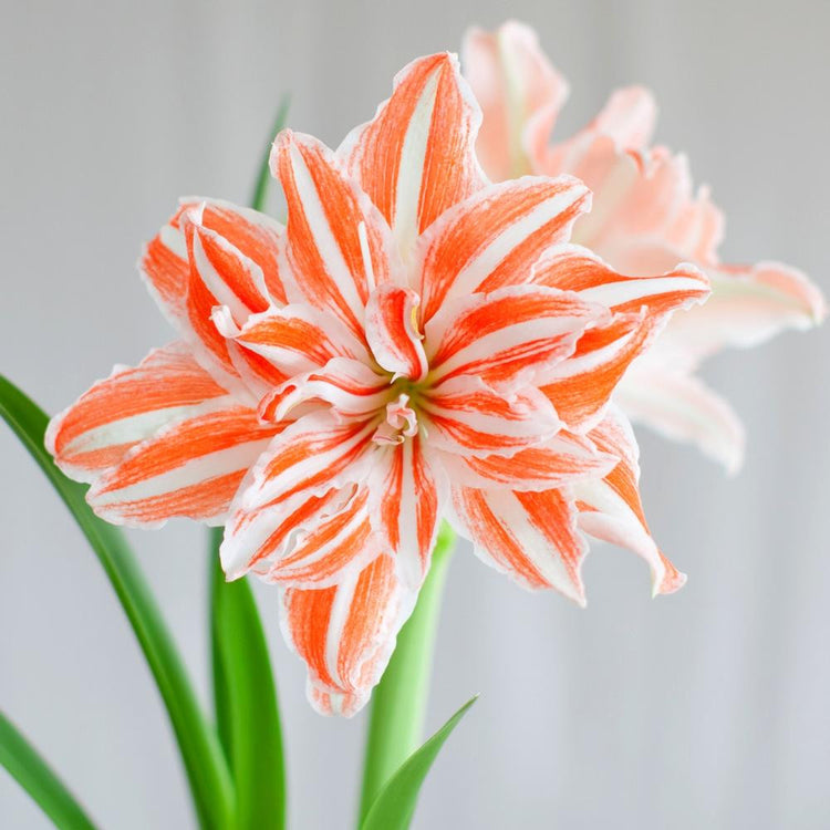 The flowers of Amaryllis Dancing Queen, displaying their red and white striped petals.