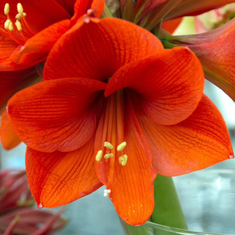 Amaryllis Naranja, showing the size and intense red-orange color of this winter-blooming amaryllis.